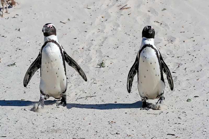 African penguin