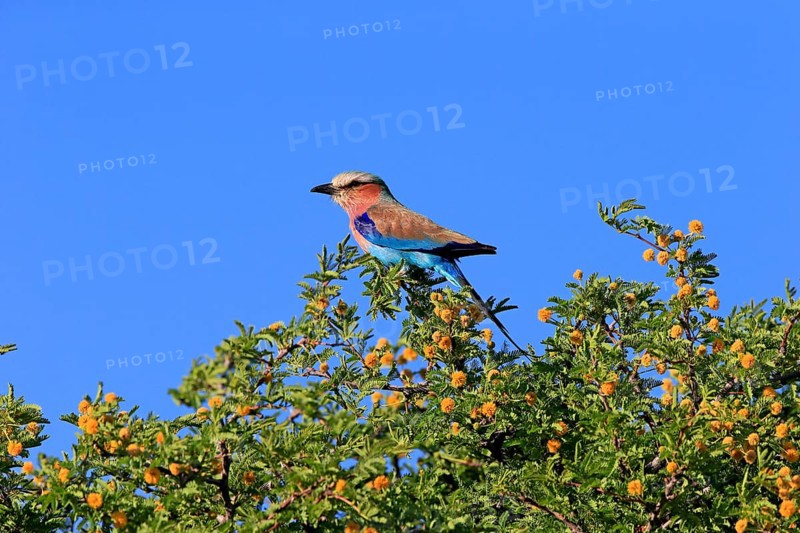 Lilac-breasted roller