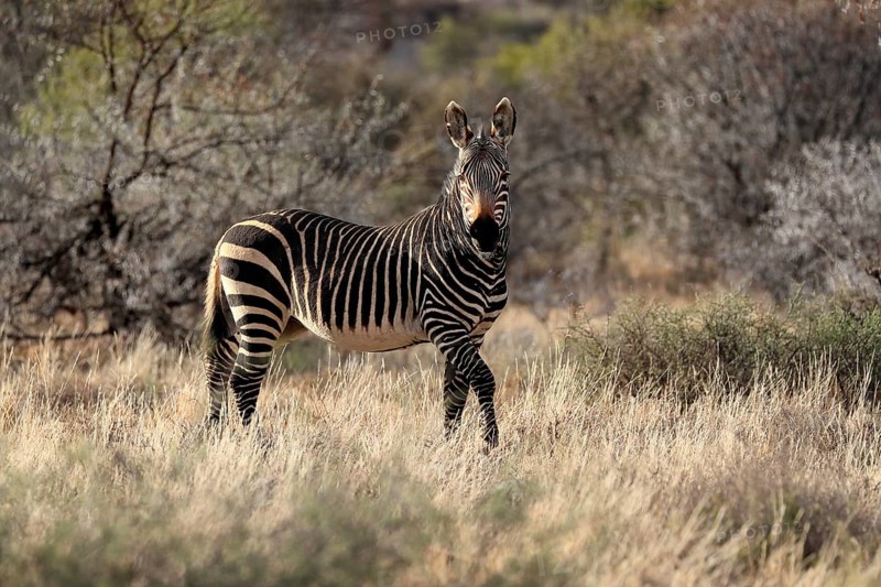 Cape Mountain Zebra