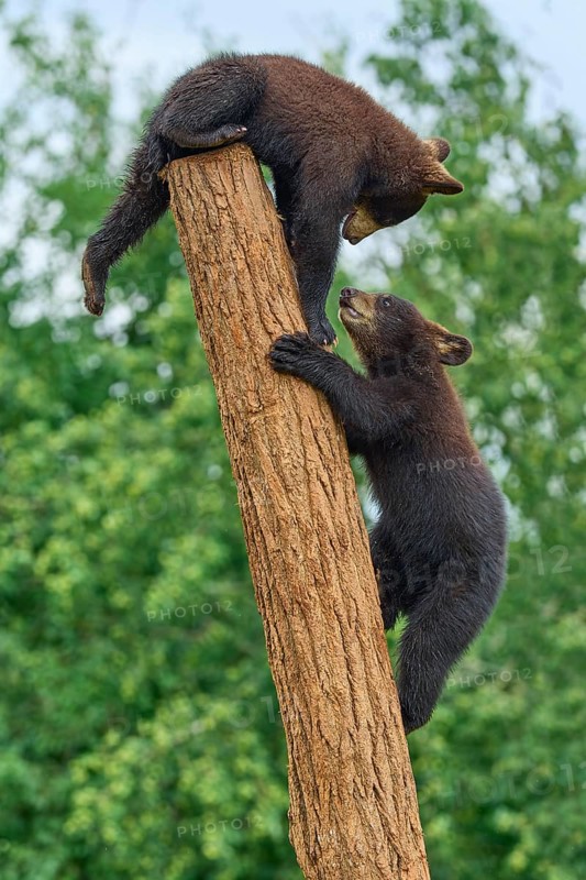 Black bear