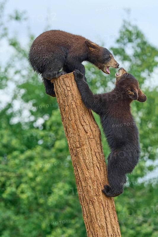 Black bear