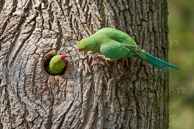 Rose-ringed parakeet