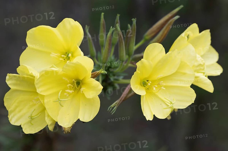 Common evening primrose
