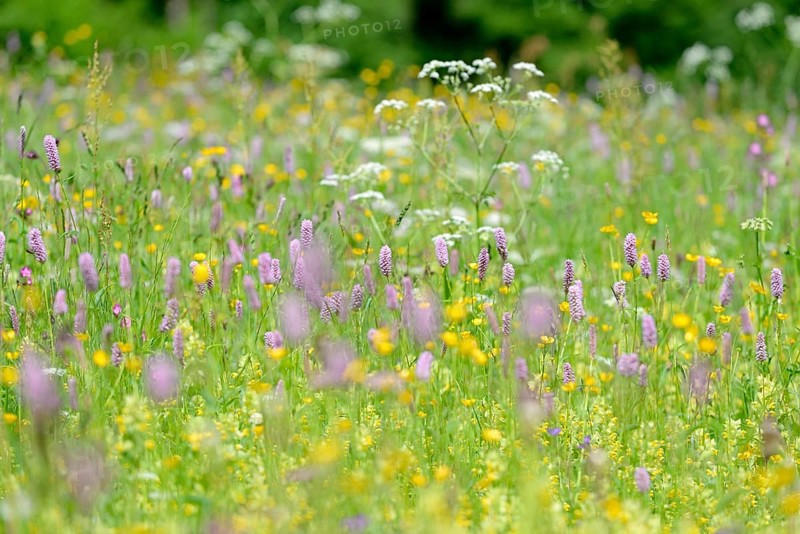 Mountain meadow with wildflowers
