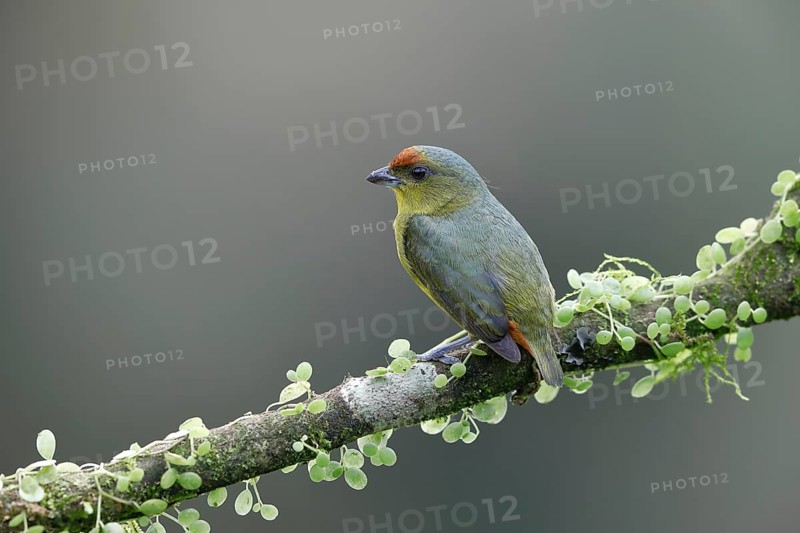 Olive-backed euphonia