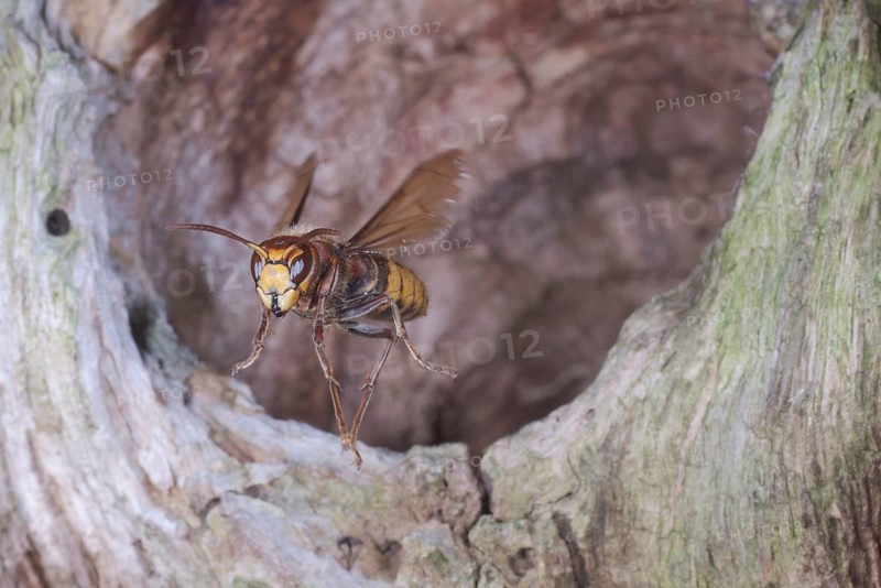 European hornet