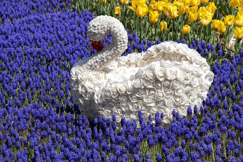 Swan figure made of flowers in the spring flower garden