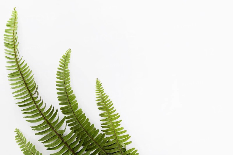 Top view fern leaves with copy space. Resolution and high quality beautiful photo