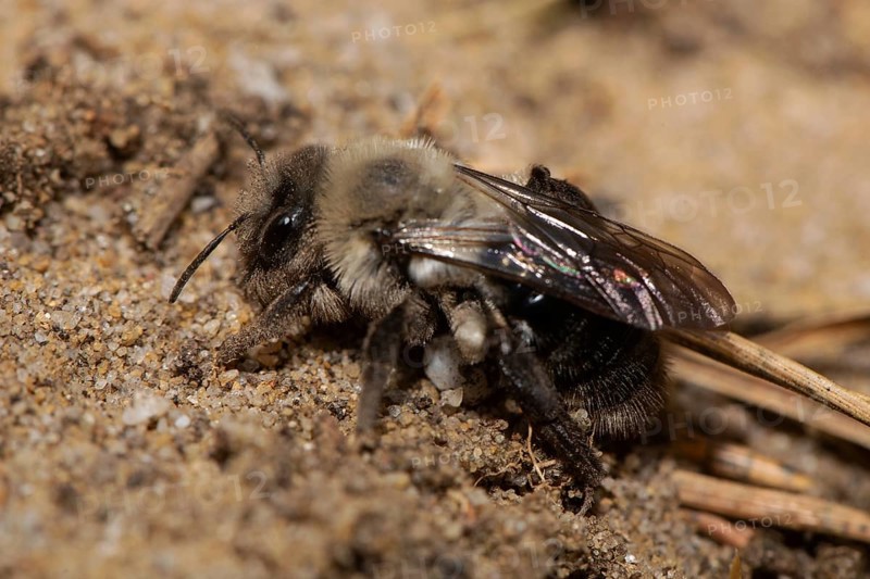 Willow sand bee sitting on sand left looking