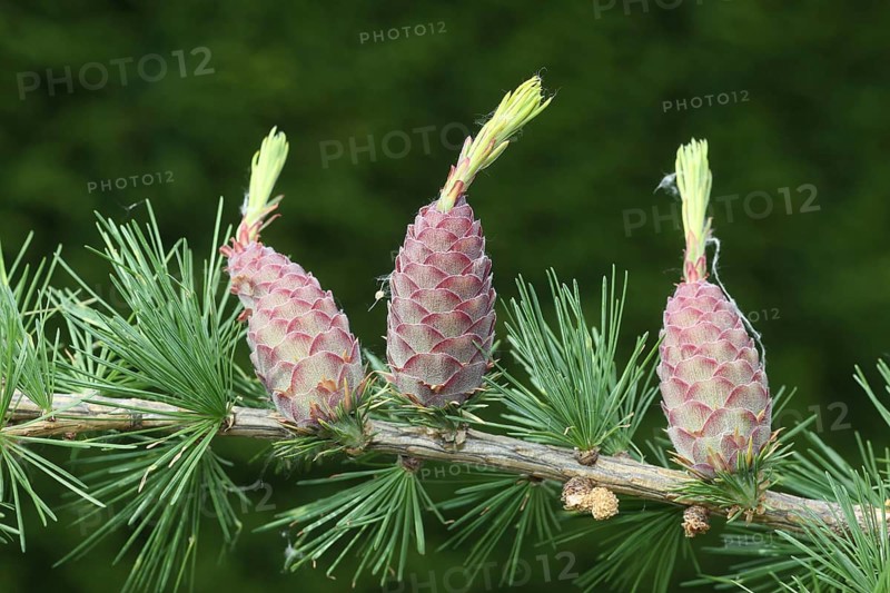 Larch