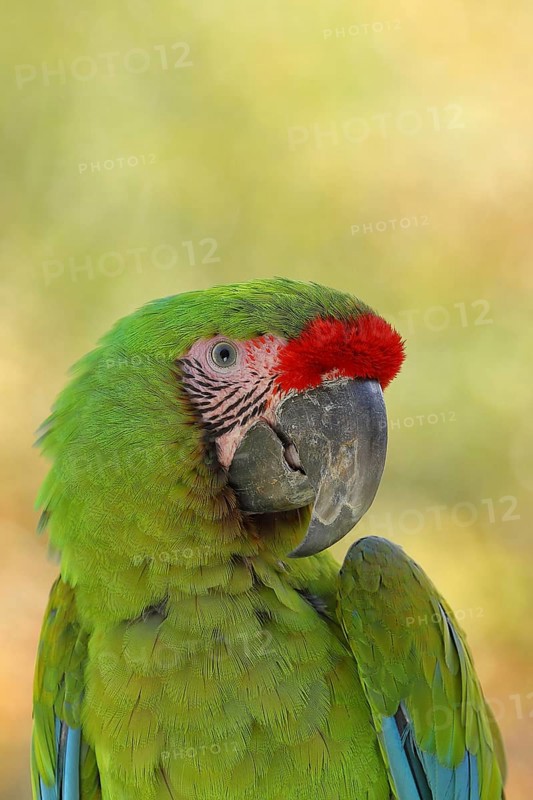 Great green macaw