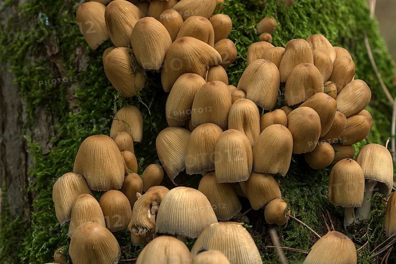 Mica cap