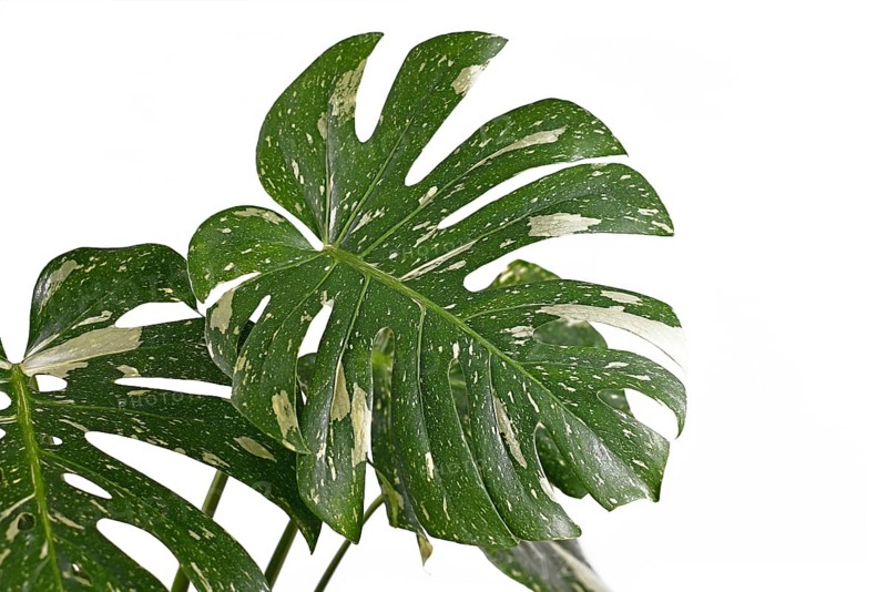 White sprinkled leaf of rare variegated tropical Monstera Deliciosa Thai Constellation houseplant isolated on white background