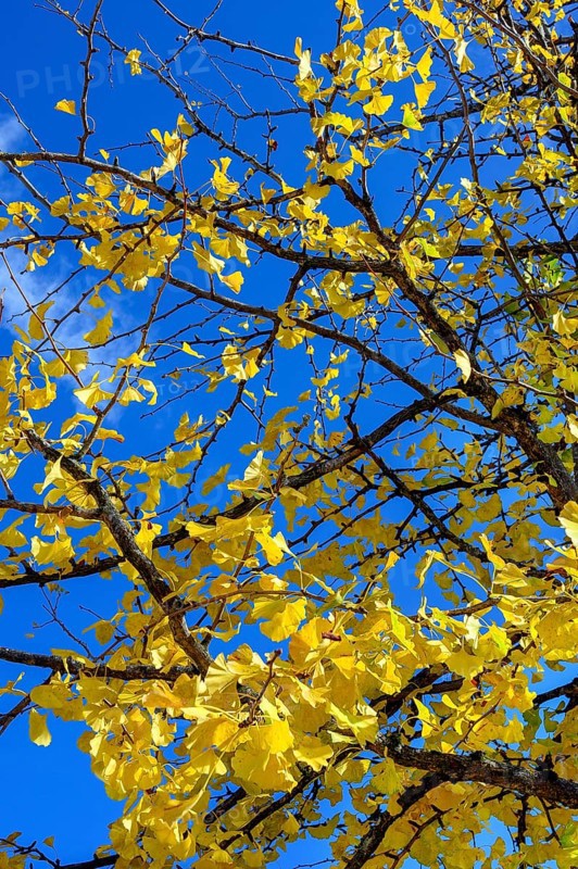 Autumn ginkgo