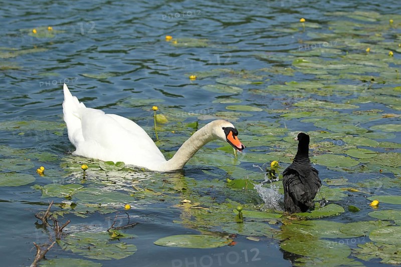 Mute Swan