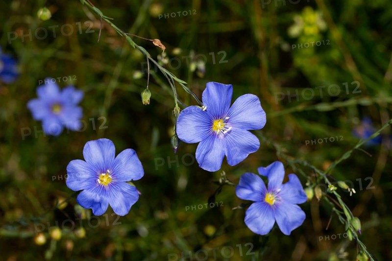 Persistent flax four blue flowers next to each other