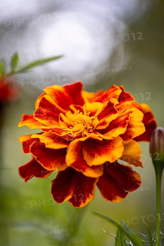 Marigold