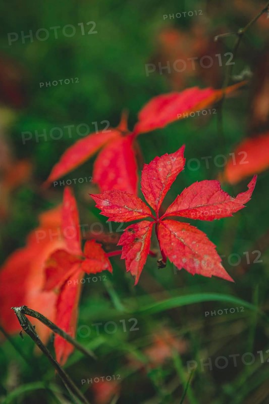 Virginia creeper
