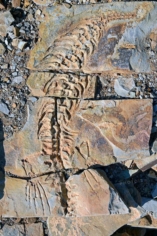 Approx. 300 million year old fossils of Mesosaurus tenuidens near Keetmanshoop