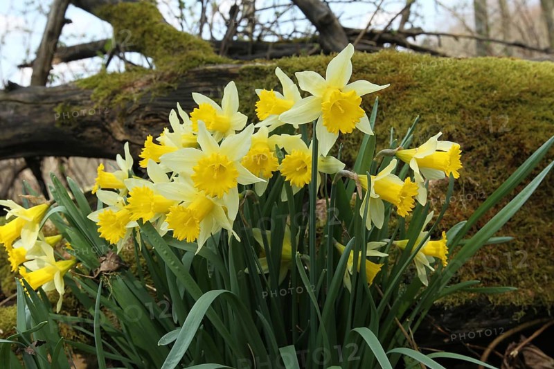 Daffodils or wild daffodils