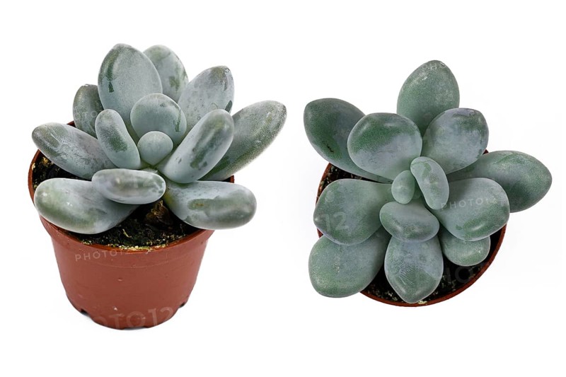 Small Pachyphytum Oviferum succulent plant in flower pot on white background