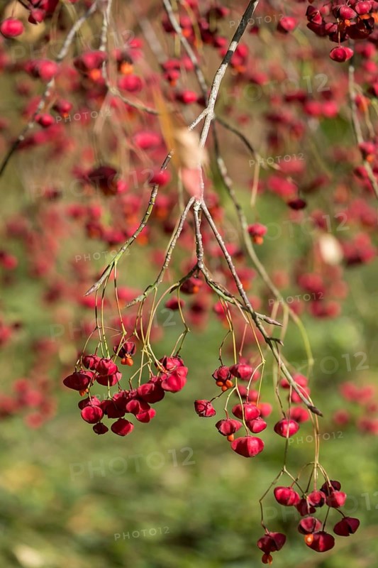 European spindle