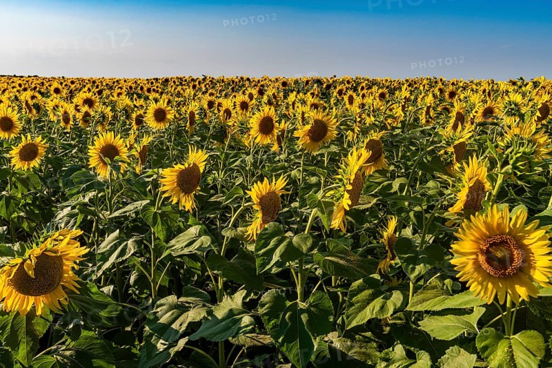 Field of sun flowers