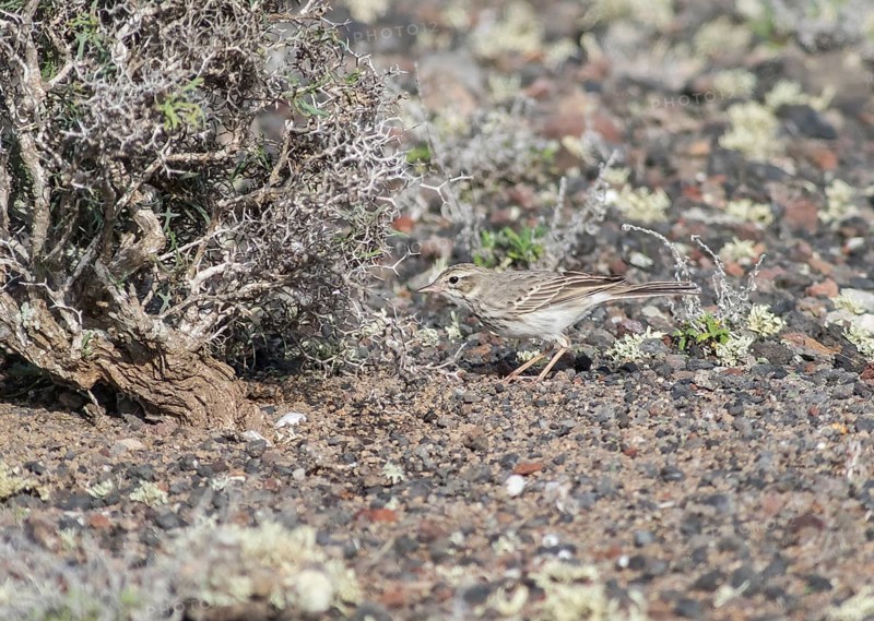 Berthelot's pipit