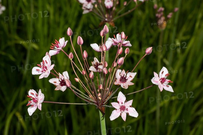 Swan flower Inflorescence with several open pink flowers