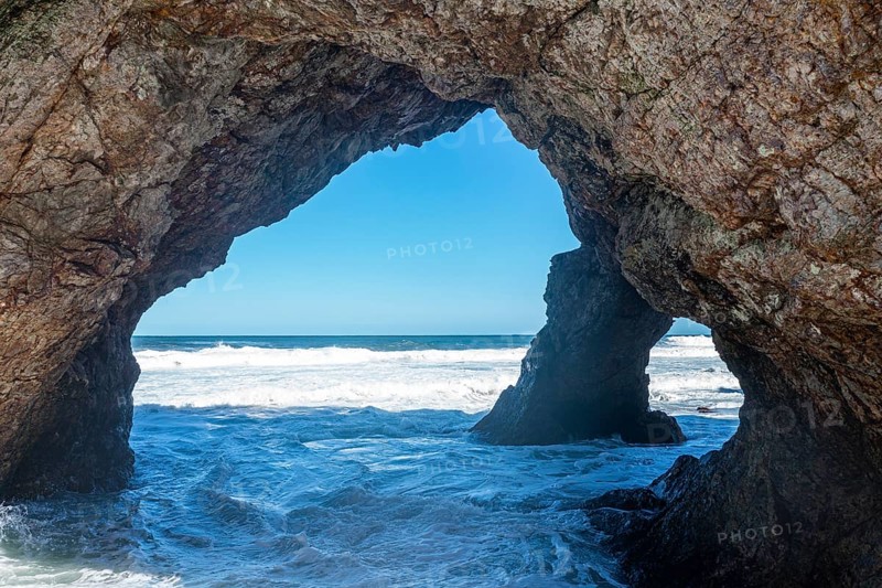 Cape giant
