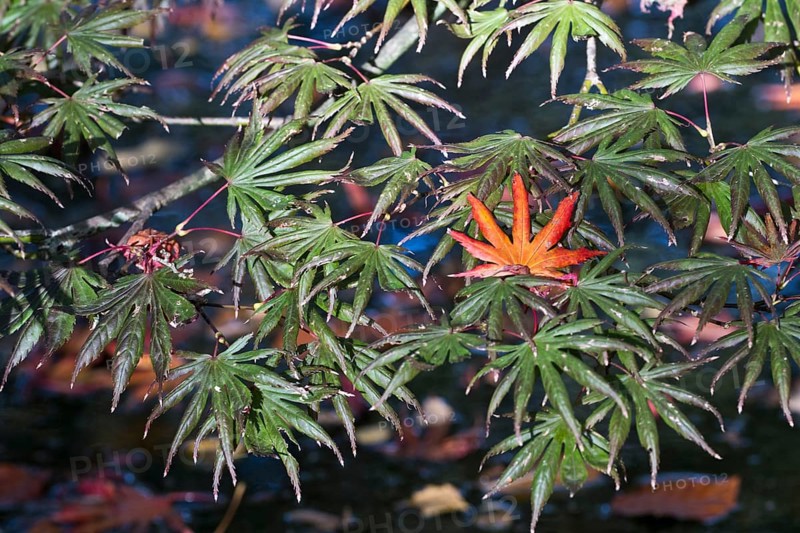 Japanese fan maple