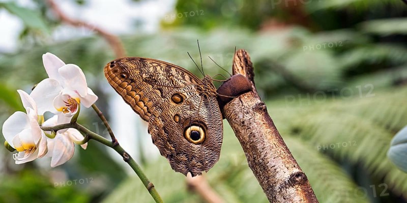 Owl butterfly