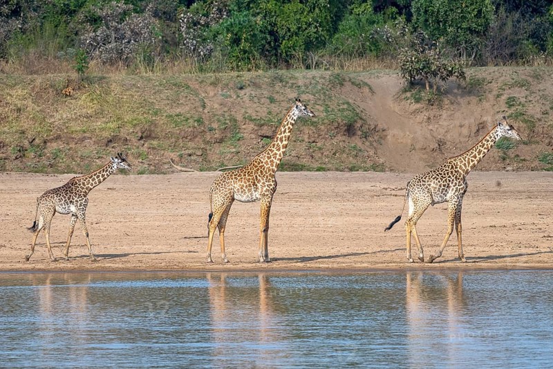 Rhodesian giraffe