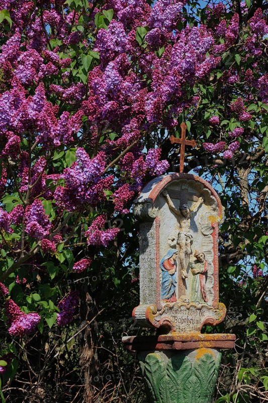 Wayside shrine in front of flowering lilacs near Hilders in the Rhoen
