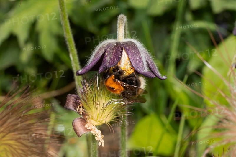 Black meadow pasque flower purple flower with bumblebee