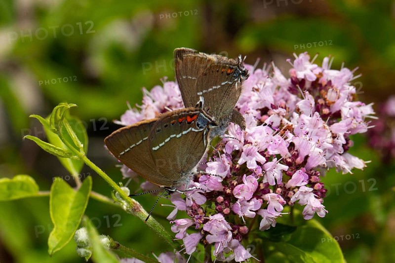Blue spot hairstreak butterfly two butterflies sitting on pink blossom left looking