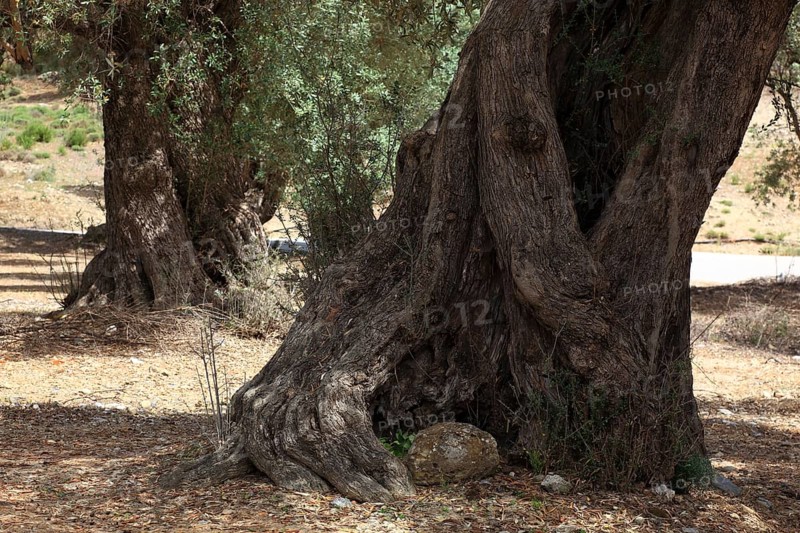Thick trunk of an old olive tree