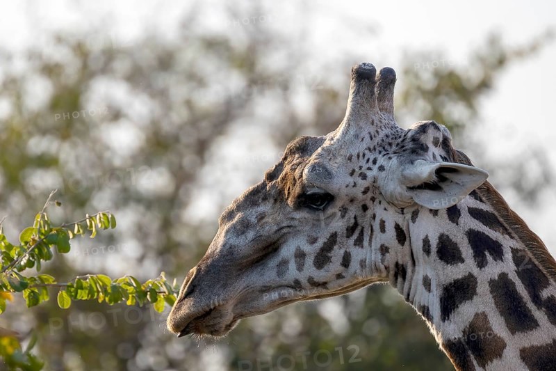 Rhodesian giraffe