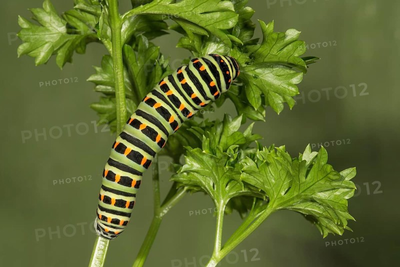 Swallowtail