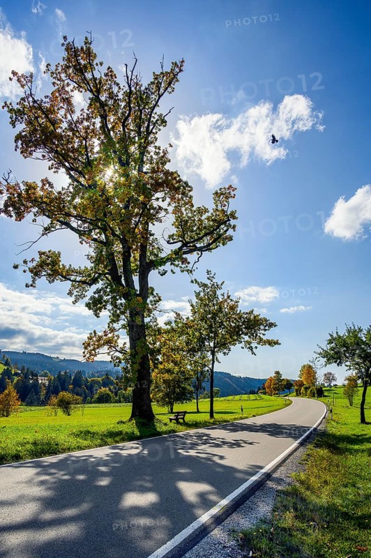 Autumn country road with oak Quercus)