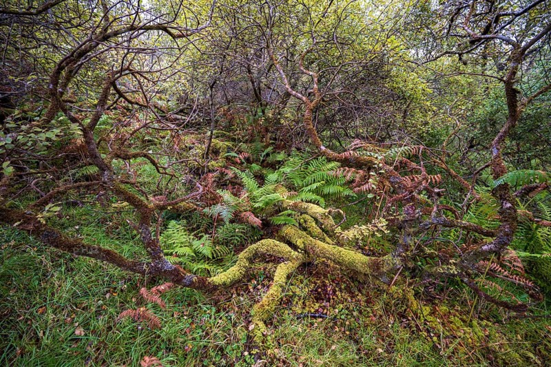 Forest with ferns in autumn