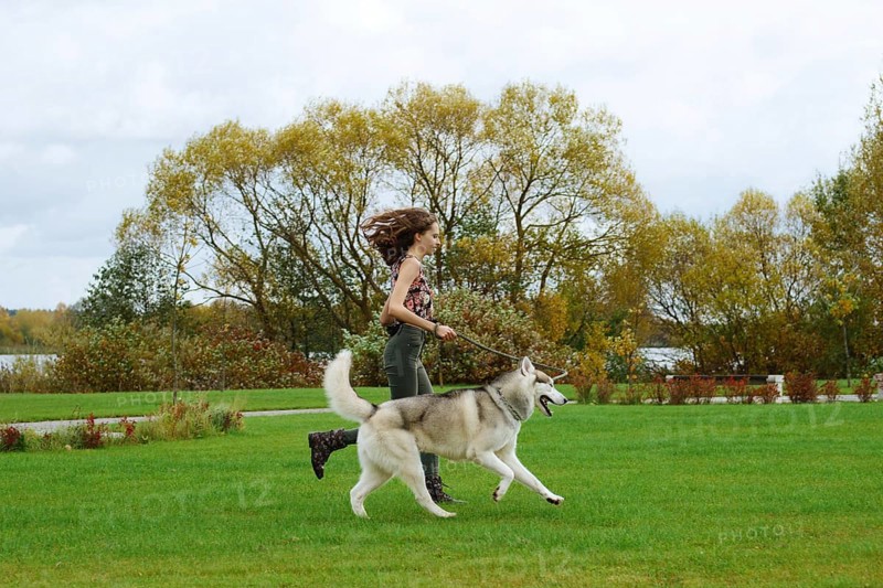 Girl playing with husky dog in city park. Jogging with dog