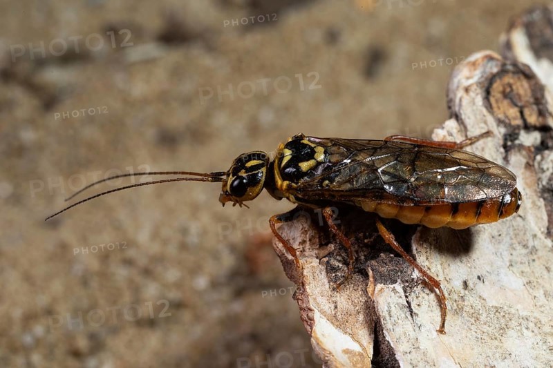 Large pine spider wasp sitting on tree trunk seen left
