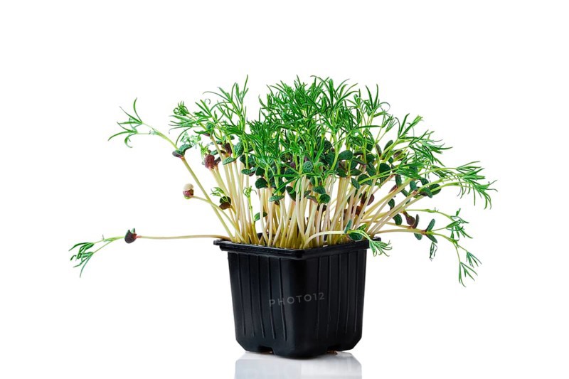 Fresh microgreens. Sprouts of lupine isolated on white background