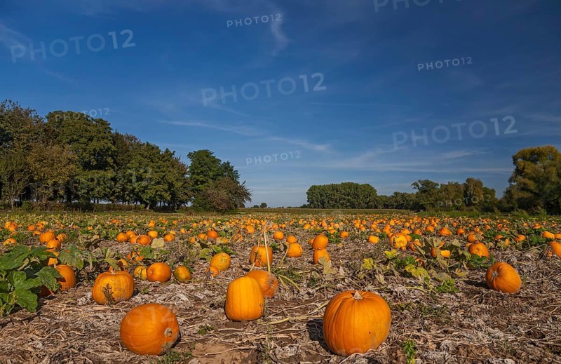 Pumpkin field with ripe pumpkins