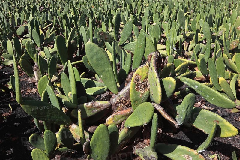 (Opuntia) plantations for the breeding of the cochineal scale insect, near Guatiza, Lanzarote, Canary Islands, Spain, Europe
