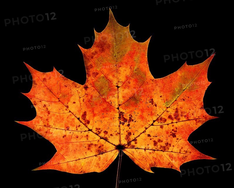 Autumn coloured maple