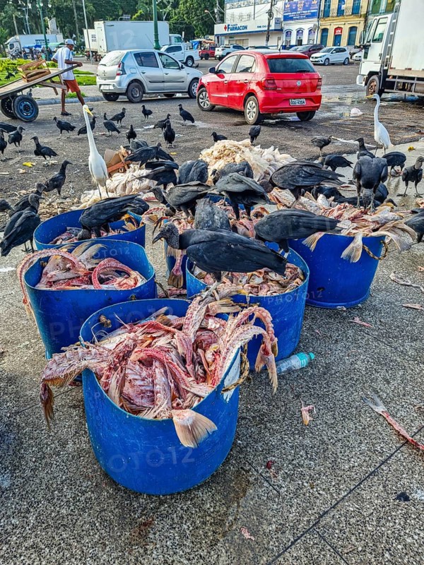 Vulturs eating fishbones in the market area of Belem