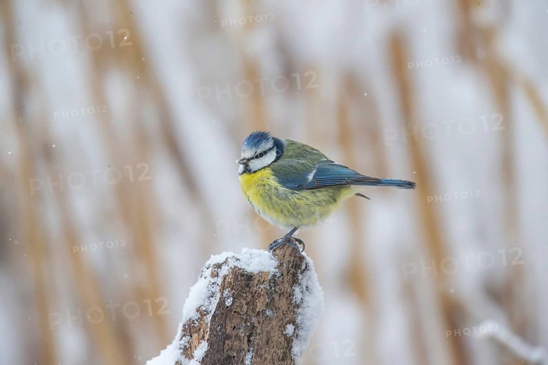 Blue tit