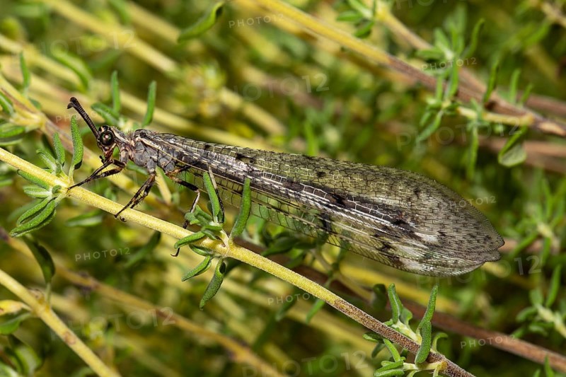 Spotted Ant Damselfly with closed wings hanging on green stalks seen on the left